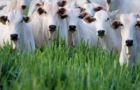 Brazil has become the world’s leading exporter of beef