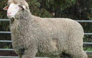 Sanitary officials recommend producers should only buy rams from an Ovine Brucellosis Accredited Stud 