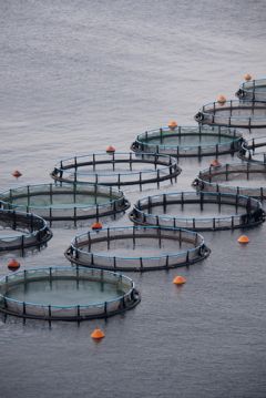 Aquaculture generates more value than extractive fishing in Chile