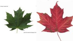 Botanist Sean Blaney who tracks Canadian plants spotted the mistake: on the right the sugar maple