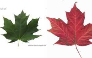 Botanist Sean Blaney who tracks Canadian plants spotted the mistake: on the right the sugar maple