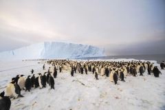 The newly-discovered 9,000-strong emperor penguin colony on Antarctica&rsquo;s Princess Ragnhild Coast