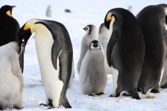  Emperor Penguins: Adults and chicks (International Polar foundation) 