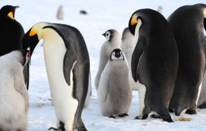  Emperor Penguins: Adults and chicks (International Polar foundation) 