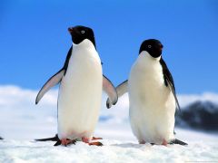 A pair of Adelie penguins before going for a &lsquo;feed dip&rsquo;