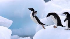 Adelie penguins can only survive in a sea ice environment 