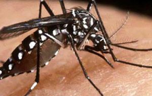 The disease is transmitted by the Aedes Aegypti mosquito which proliferates in the tropical rainy season 