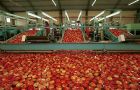 Despite Brazilian demand apples and pears exports income was down 135 million dollars last year