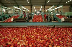 Despite Brazilian demand apples and pears exports income was down 135 million dollars last year