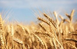 Early prospects for 2013 cereal production point to increased world wheat output