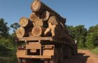 It is estimated that the global illegal trafficking of timber is a 100bm dollars business