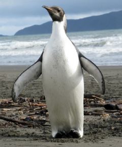 Last year an Emperor penguin, &ldquo;Happy Feet&rdquo; also appeared in NZ shores 