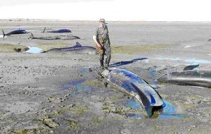 The high tide helped with the rescue of the cetaceans (Pic: La Prensa Austral)
