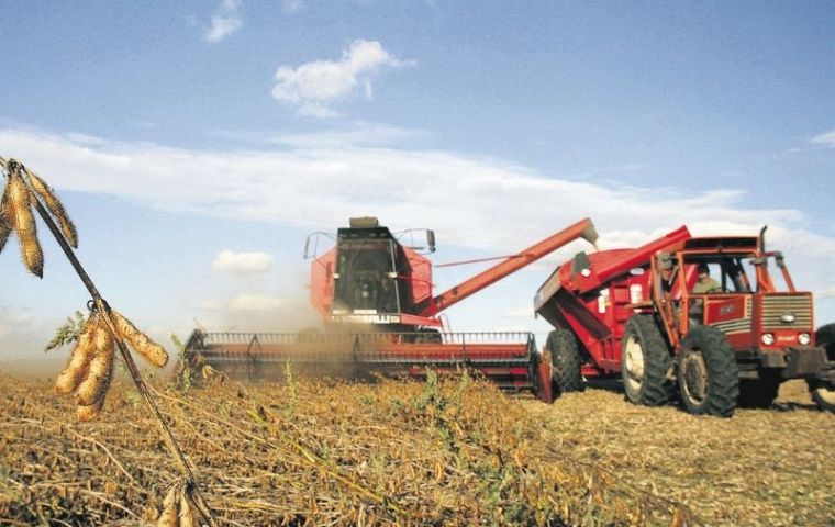 Soybeans has become the main crop for Argentine farmers  