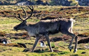 Norwegian whalers introduced the reindeer South Georgia in the early 1900s