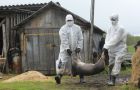 Russian authorities sacrificing infected pigs