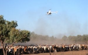 Greatest threat to northern pastoral productivity is the drying up of finance 