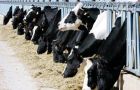 The dairy price surge is caused by hot, dry weather in Oceania, which has led to milk production falling off steeply