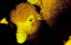 One of the nine GM ‘luminous’ lambs reacts with green fluorescence