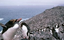 Gentoo, Rockhopper and Magellanic are widespread in rookeries along the Falklands 