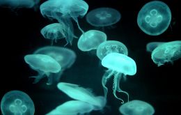 In a “vicious circle” jellyfish feed on fish larvae and young fish and further reduce the resilience of fish populations