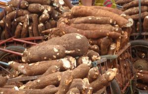 One reason driving increased demand for cassava is the current high level of cereal prices