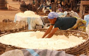 Cassava is second only to maize as a source of starch