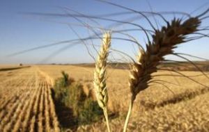 Wheat farmers complain of the lowest production in decades because of government policies   