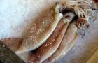 Squid landings until 18 July reached 163.216 tons according to CFP