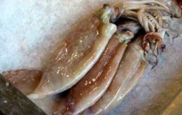 Squid landings until 18 July reached 163.216 tons according to CFP 