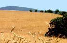 Plenty of wheat this season, probably the highest volume in history