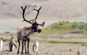 Norway said it is collaborating in eliminating the reindeer population in South Georgia