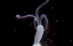 The Osedax, or “zombie” worms that consume the skeletons of dead cetaceans
