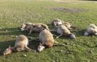 The dead adult sheep following the five-day storm