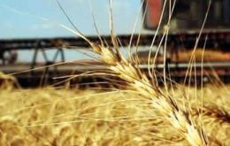 Wheat production in Argentina could reach 12 million tons according to the USDA 