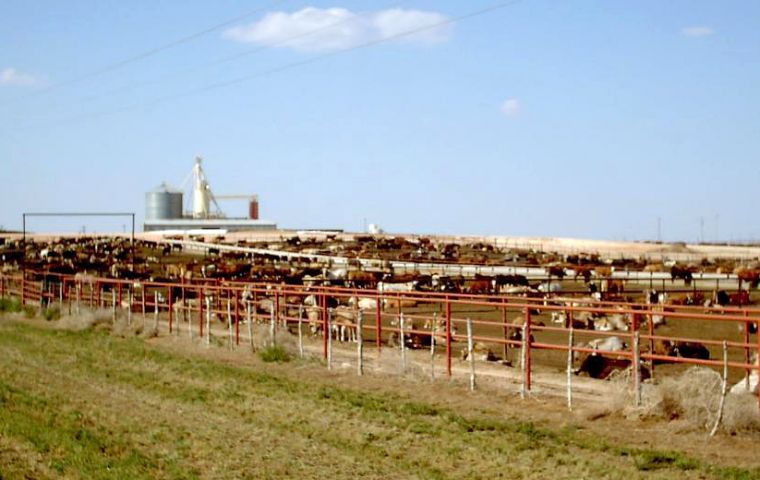 Greenhouse gas emissions associated with livestock supply chains add up to 14.5% of all human-caused GHG releases. (Pic Wikipedia)