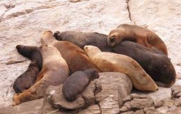 “Rediscovering Falklands Ocean Sentinels”, is the name of the winning project on sea lions.