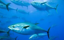 Highly migratory tuna account for about 20% of the value of all marine capture fisheries