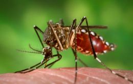 The mosquito Aedes aegypti spread the four strains of the virus 