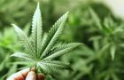 Cannabis is controlled under the 1961 Convention, which requires States Parties to limit its use to medical and scientific purposes