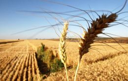 Wheat production was 7.8% higher last year  