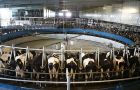 Demand for milk powder, from China, remains strong and processors are focusing on this product rather than on butter and cheese