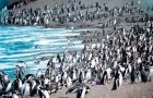 The study refers to 400,000 Magellanic penguins living along the coast of Argentina in Punta Tombo peninsula