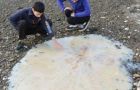 The 1.5 meters jelly fish is described as belonging to the Lion's Mane species