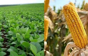 Soy and corn are the country's main crops 