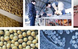 Bird-flu outbreaks in China have cut demand for soy-meal in poultry feed 