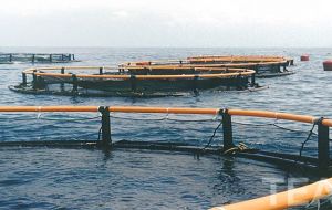 Global aquaculture production marked a record high of more than 90 million tons in 2012