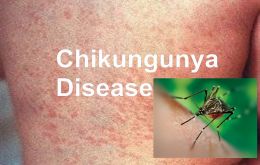 Chikungunya symptoms begin three to seven days after being bitten by an infected mosquito 