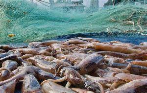 A record catches of squid this season, one of the Falklands main industries 