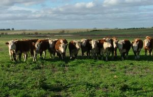 Uruguay's quality beef is from cattle bred on natural pasture 